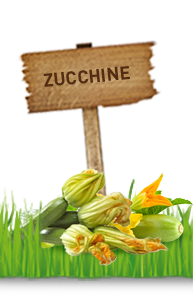 ZUCCHINE