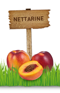 NETTARINE